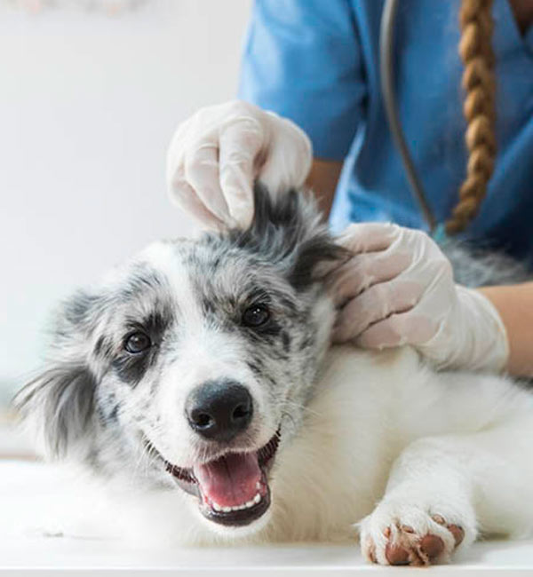 dermatologia veterinária + clínica veterinária fauna