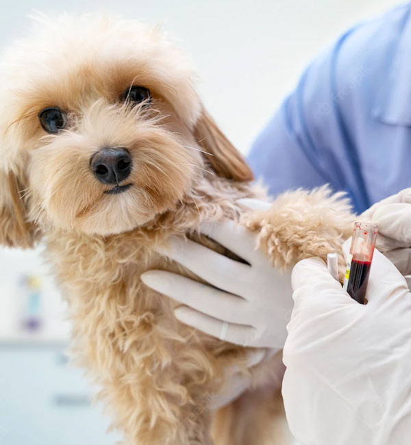 exames veterinários + clínica veterinária fauna