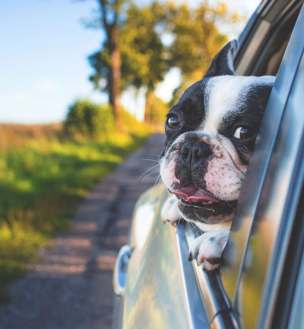 taxi dog + clínica veterinária fauna